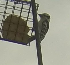 Downy Woodpecker 
