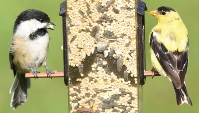 Black-Capped Chickadee and American Goldfinch
