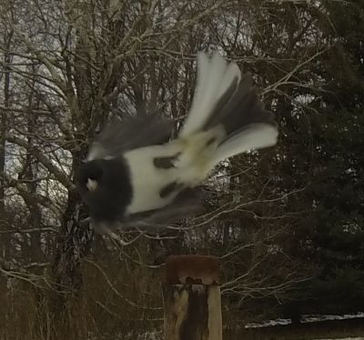 Dark-eyed Junco
