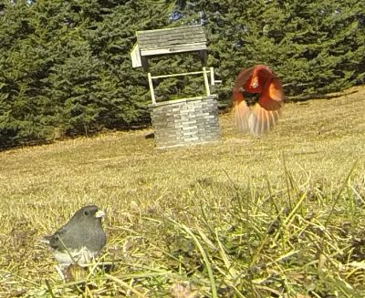Dark-eyed Junco and Northern Cardinal
Keywords: Species