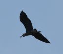 DSC_0332c.jpg