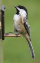 DSC_1273.jpg