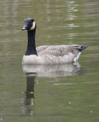 Canada Goose
Keywords: waterfowl