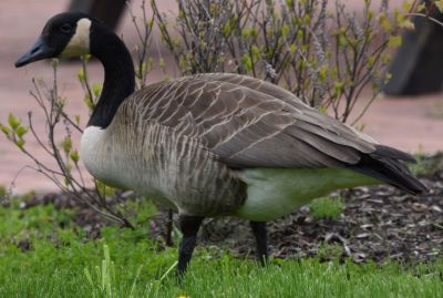 Canada Goose
Keywords: species;waterfowl