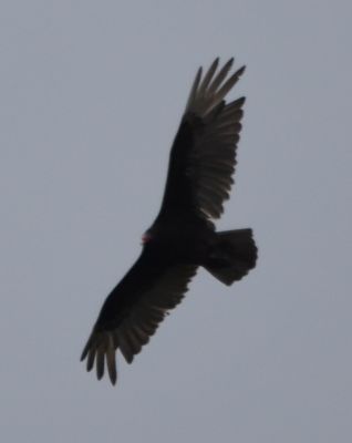 Turkey Vulture
Keywords: raptors