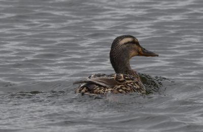 Mallard female
Keywords: waterfowl