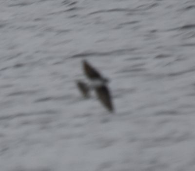 Tree Swallow
