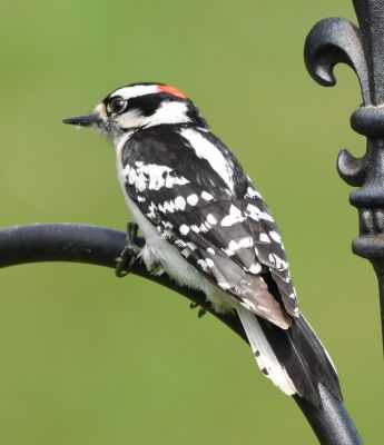 Downy Woodpecker Male
Keywords: Species