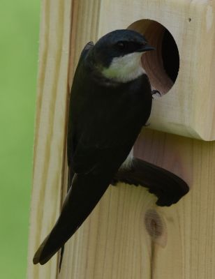 Tree Swallow Female
Keywords: Species