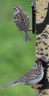 Chipping Sparrow top Tree Sparrow bottom

