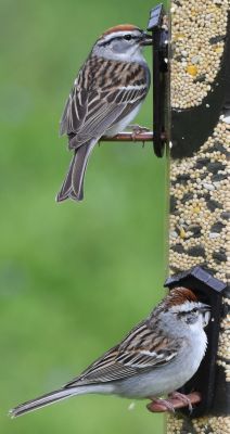 Chipping Sparrow top Tree Sparrow bottom
