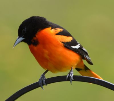 Baltimore Oriole Male
Keywords: species