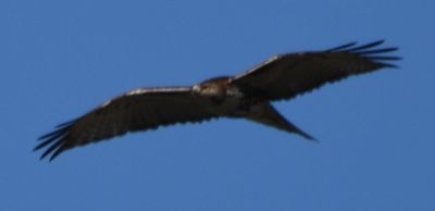 Red-tailed Hawk
