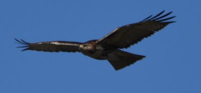 Red-tailed Hawk
