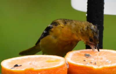 Baltimore Oriole Female
