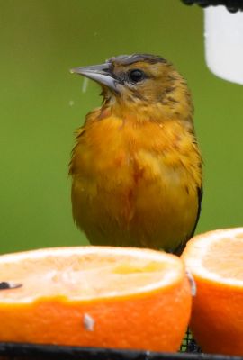 Baltimore Oriole Female
