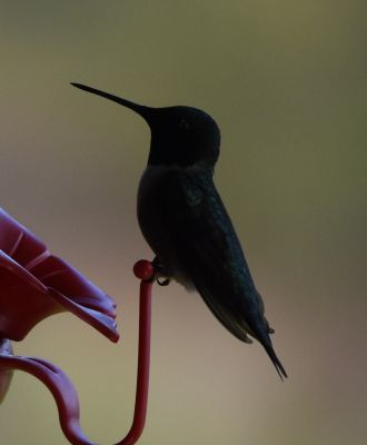 Ruby-throated Hummingbird
