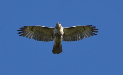 Red-tailed Hawk
Keywords: raptors