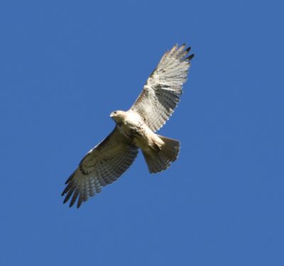 Red-tailed Hawk
Keywords: raptors