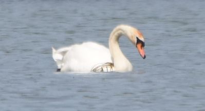 Mute Swan
Keywords: waterfowl