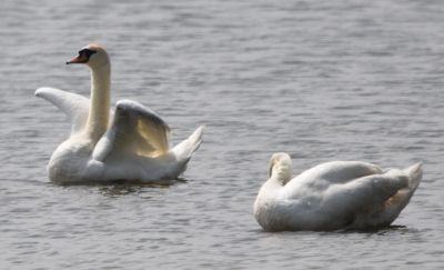 Mute Swan
Keywords: waterfowl