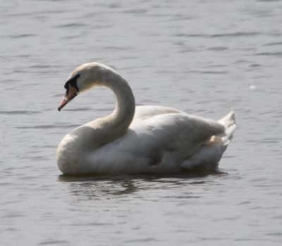 Mute Swan
Keywords: species;waterfowl