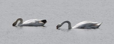 Mute Swan
Keywords: waterfowl