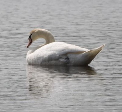 Mute Swan
Keywords: waterfowl