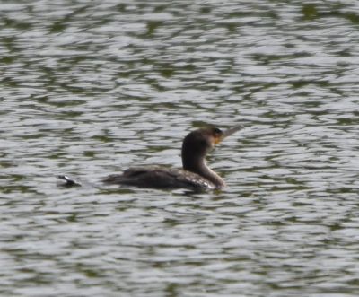 Double-crested Cormorant
Keywords: Species;waterfowl