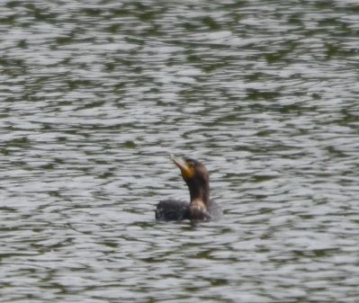 Double-crested Cormorant
Keywords: waterfowl