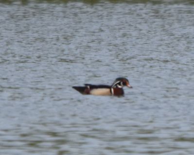 Wood Duck Male
Keywords: waterfowl