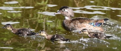 Wood Duck Brood and Female
Keywords: waterfowl