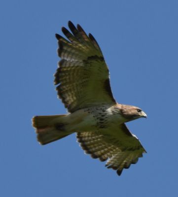 Red-tailed Hawk
Keywords: raptors