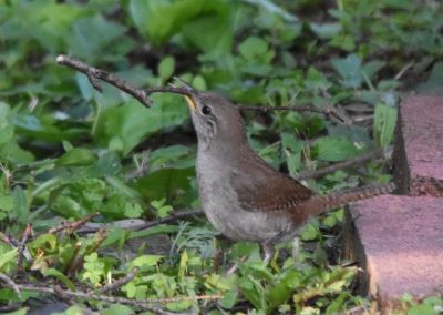 House Wren
