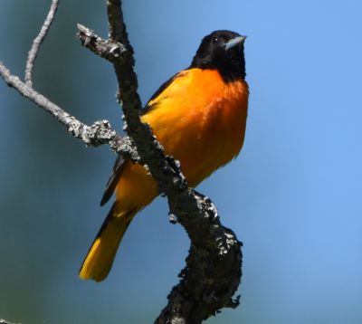 Baltimore oriole
