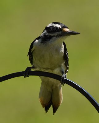 Hairy Woodpecker
