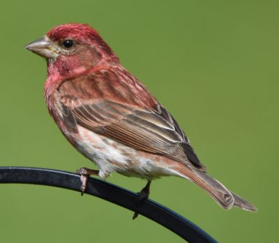 Purple Finch
Keywords: species