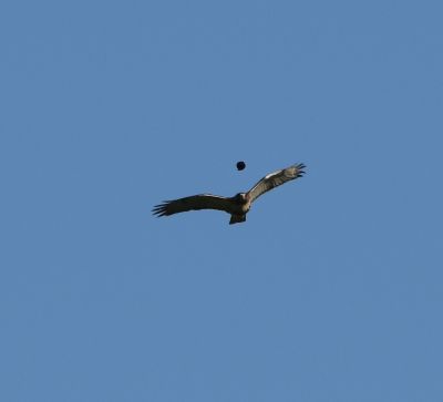 Red-tailed Hawk
Keywords: raptors