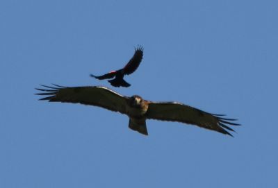 Red-tailed Hawk
Keywords: raptors
