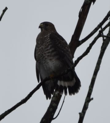 Red-shouldered hawk
Keywords: species;raptors