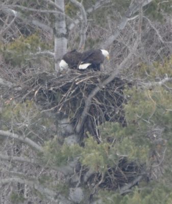 Bald Eagle
Keywords: eaglenest;raptors