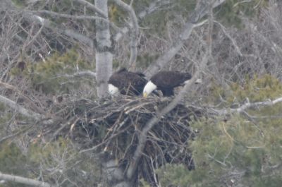 Bald Eagle
Keywords: eaglenest;raptors