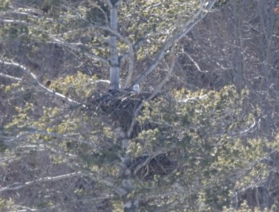Bald Eagle
Keywords: eaglenest;raptors