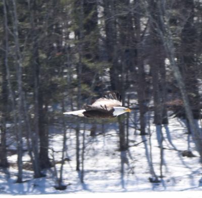 Bald Eagle
Keywords: eaglenest;raptors
