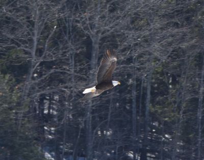 Bald Eagle
Keywords: eaglenest;raptors
