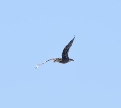Bald Eagle
Keywords: eaglenest;raptors
