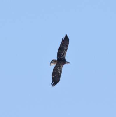 Bald Eagle
Keywords: eaglenest;raptors