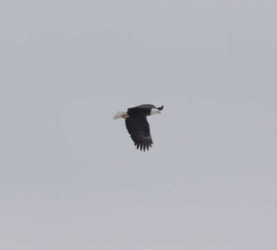 Bald Eagle
Keywords: eaglenest;raptors