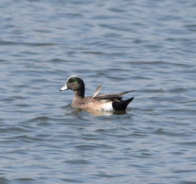 American Wigeon male
Keywords: species;waterfowl