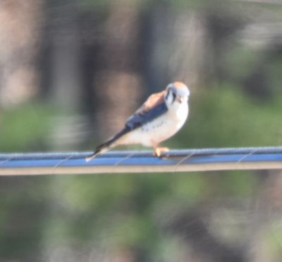 American Kestrel
Keywords: species;raptors